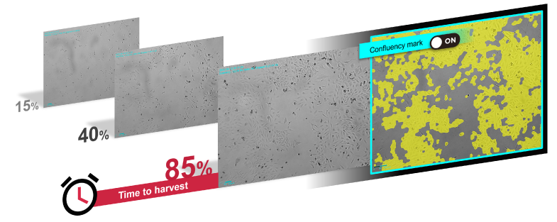 Shows the right time to harvest your cells