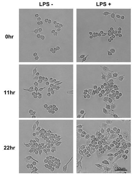 Cell images