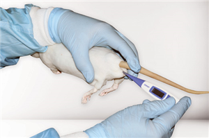 RT001 CurVet Rat Anal Orifice Training