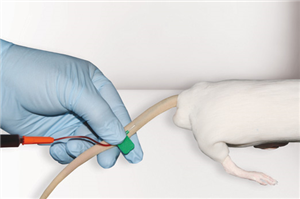 RT001 CurVet Rat Intrvenous Training