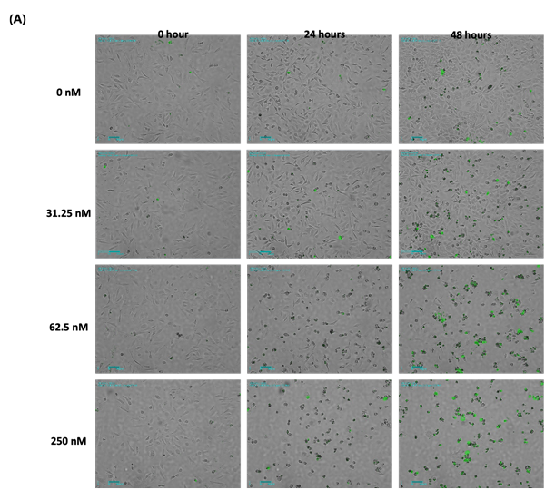 cell imaging