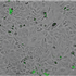 Analysis of Nocodazole-Induced Cytotoxicity Using EVOM™ AutoLCI