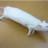 CurVet Rat