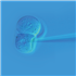Electroporation vs Zebrafish Embryonic Transfection